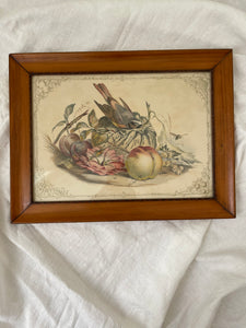 antique framed etching; bird & fruit